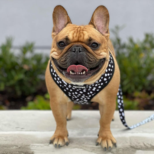 Polka Dog Leash Kit - Southlake Paws