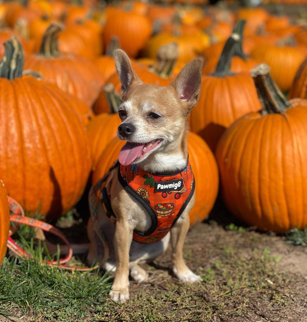 Pupkin Patch Leash Kit - Southlake Paws