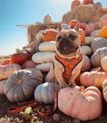 Load image into Gallery viewer, Pupkin Patch Reversible Harness - Southlake Paws
