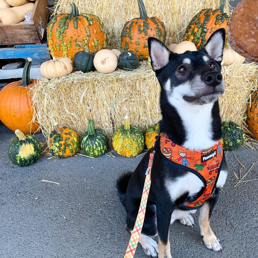 Pupkin Patch Leash Kit - Southlake Paws