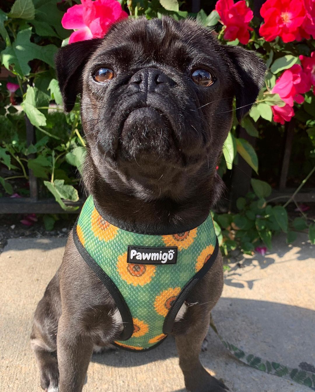 Pupkin Patch Reversible Harness - Southlake Paws