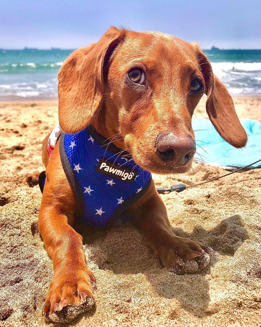 Red, White & Bark Reversible Harness - Southlake Paws