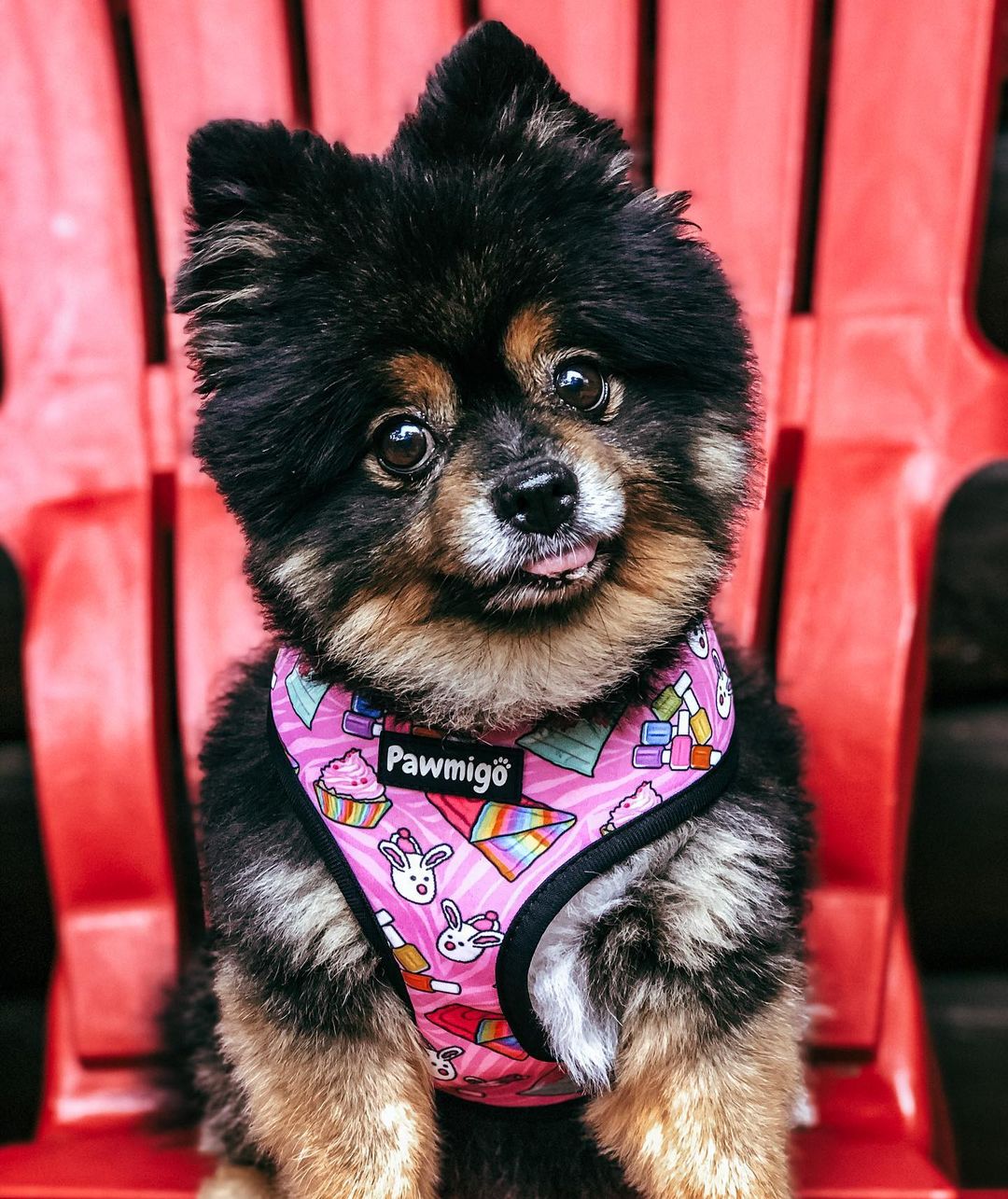 Slumber Pawty Reversible Harness - Southlake Paws