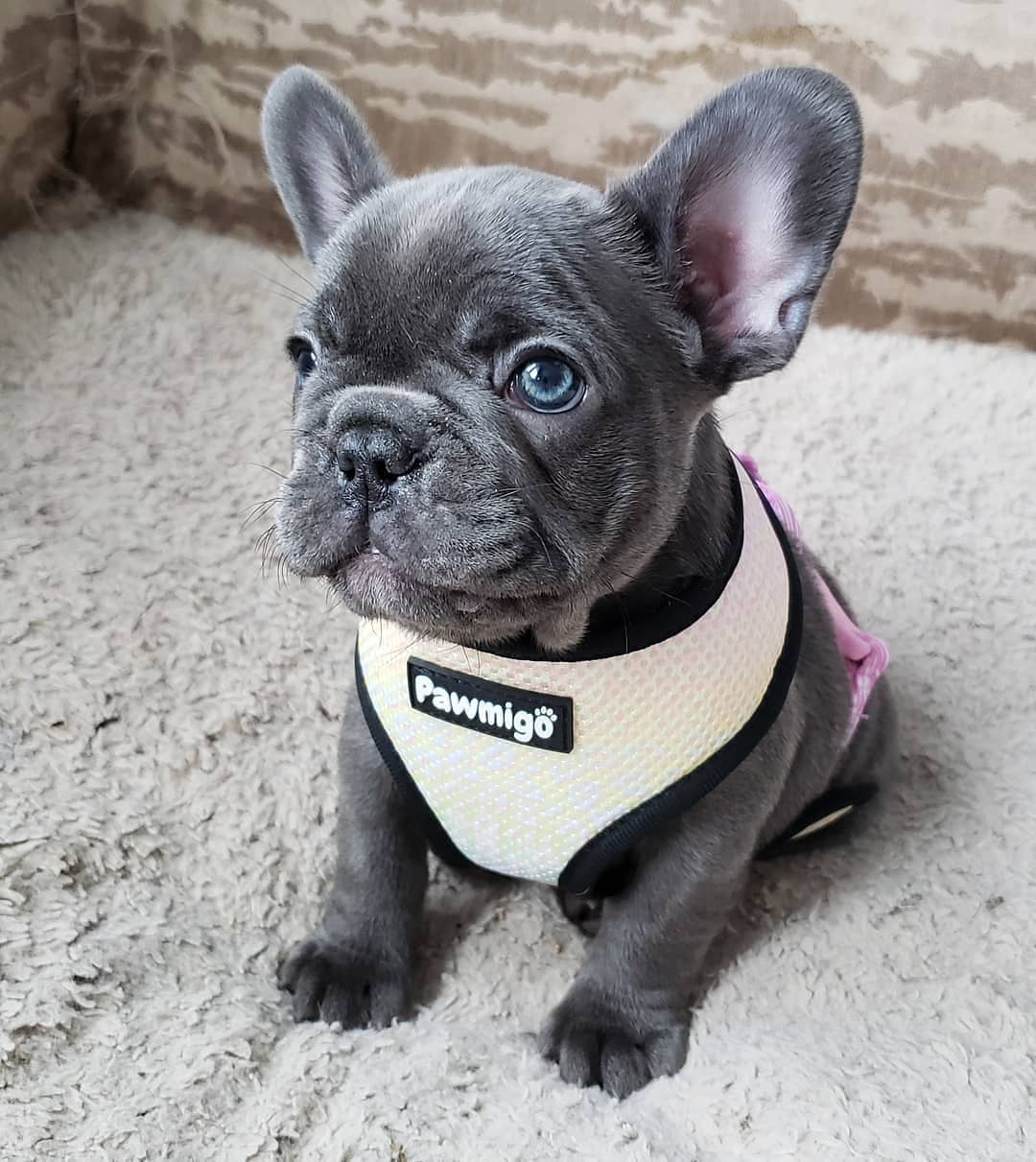 Slumber Pawty Reversible Harness - Southlake Paws