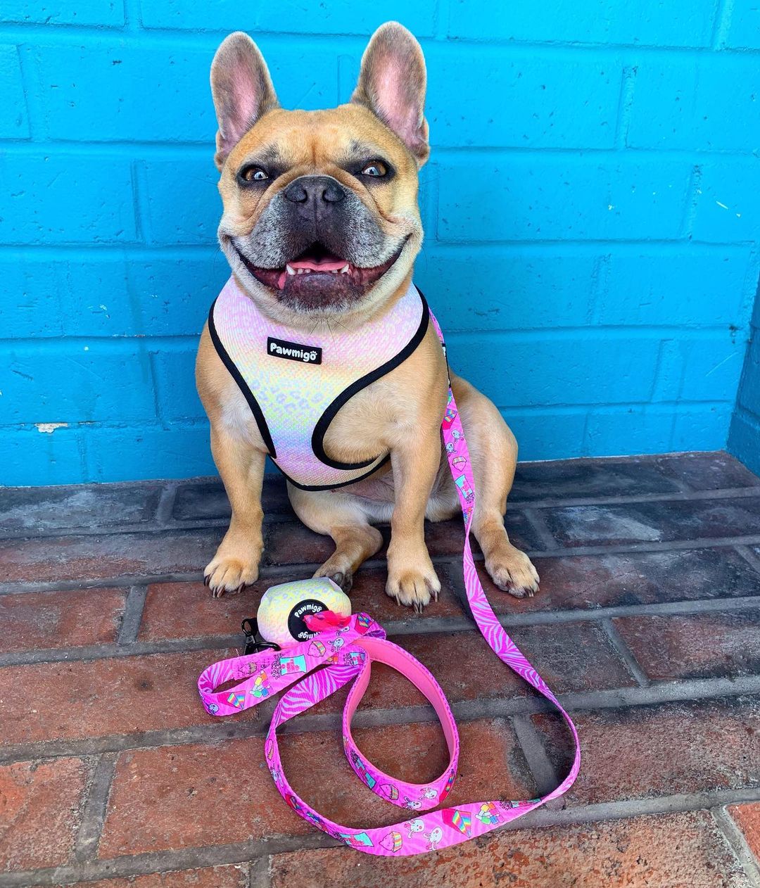 Slumber Pawty Reversible Harness - Southlake Paws