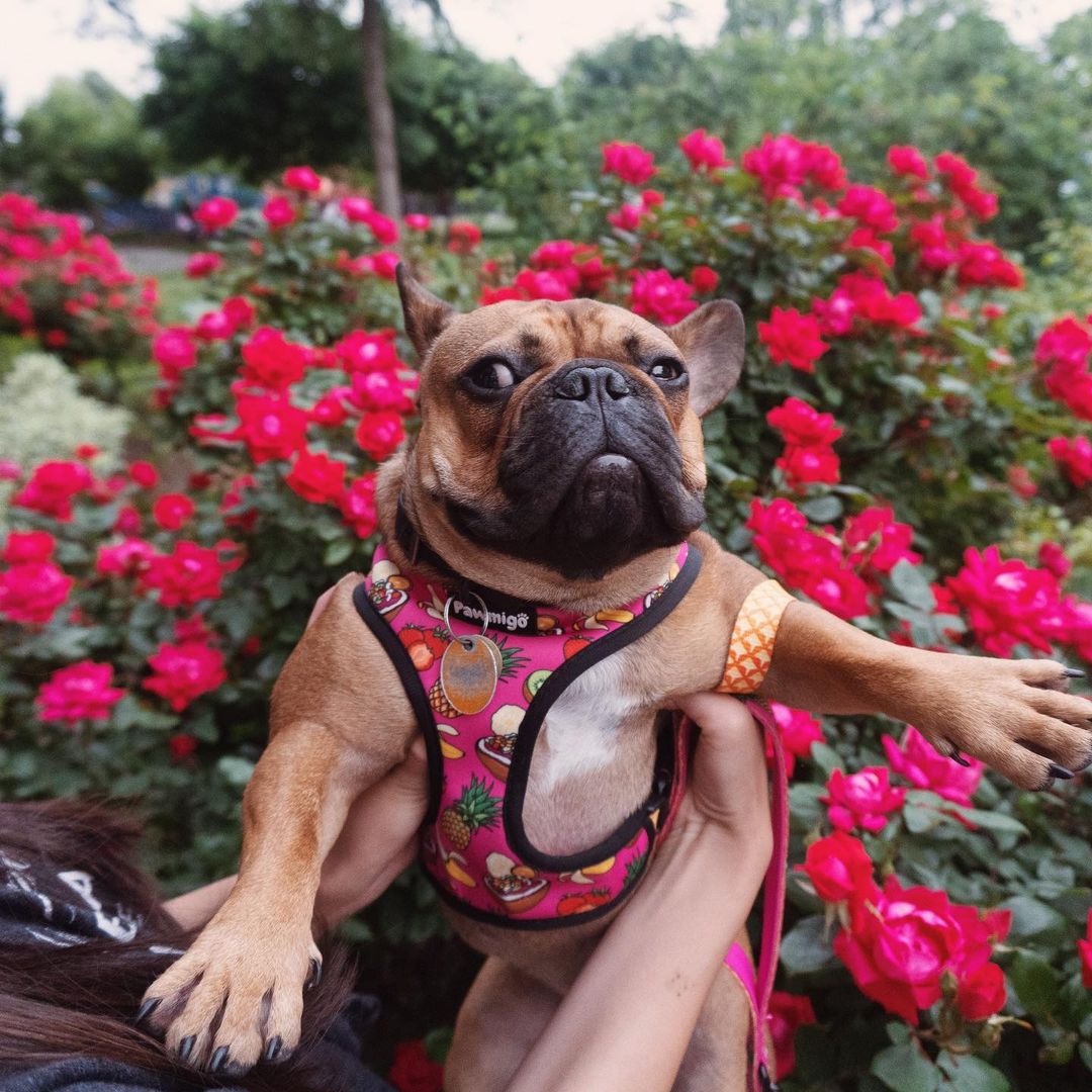 Snack Shack Reversible Harness - Southlake Paws