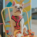 Load image into Gallery viewer, Snack Shack Reversible Harness - Southlake Paws
