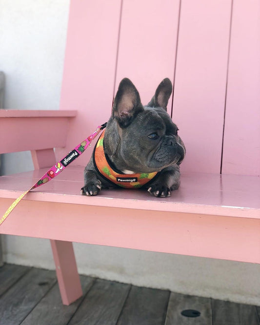 Snack Shack Leash Kit - Southlake Paws
