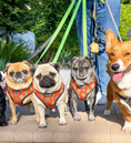 Load image into Gallery viewer, Succa For You Reversible Harness - Southlake Paws
