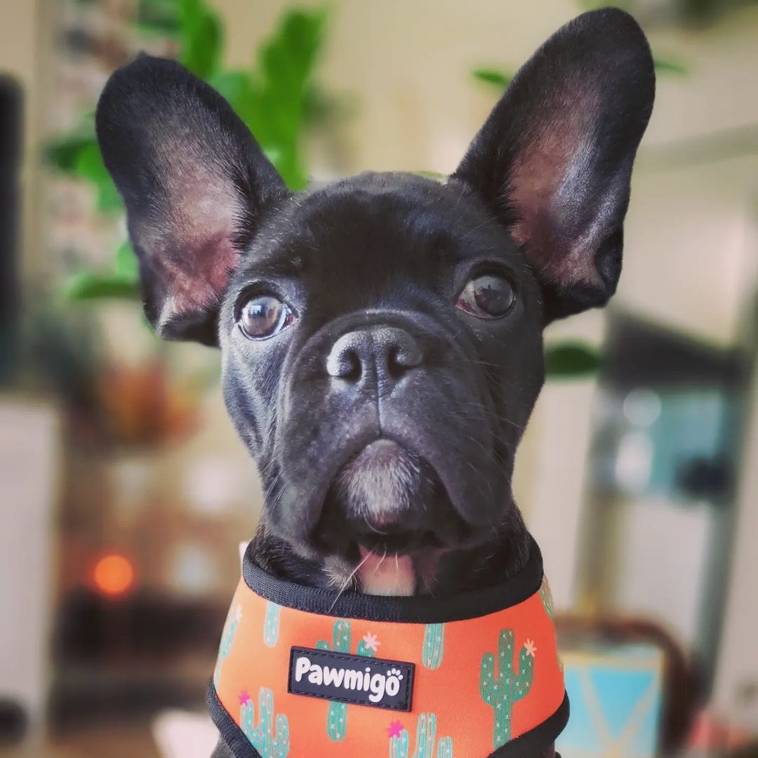 Succa For You Reversible Harness - Southlake Paws