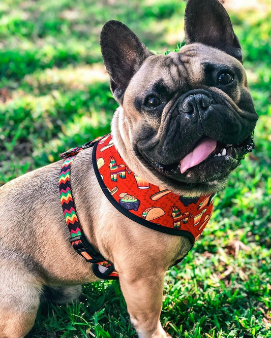 Taco Tuesday Reversible Harness - Southlake Paws