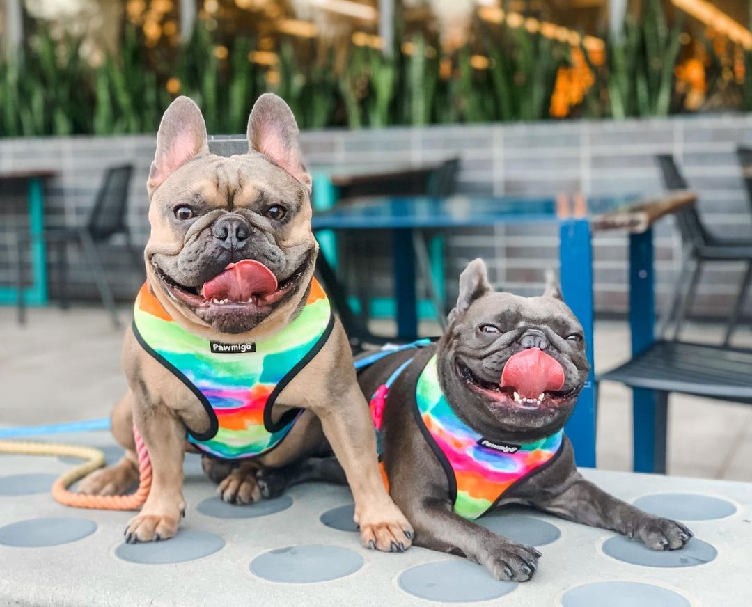Tie-Dye For Reversible Harness - Southlake Paws