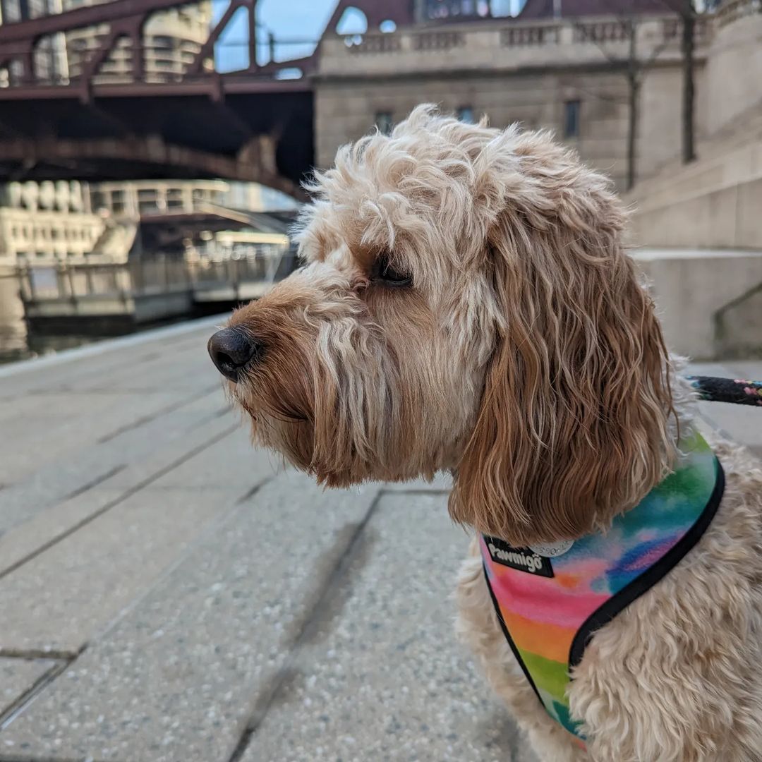 Tie-Dye For Reversible Harness - Southlake Paws