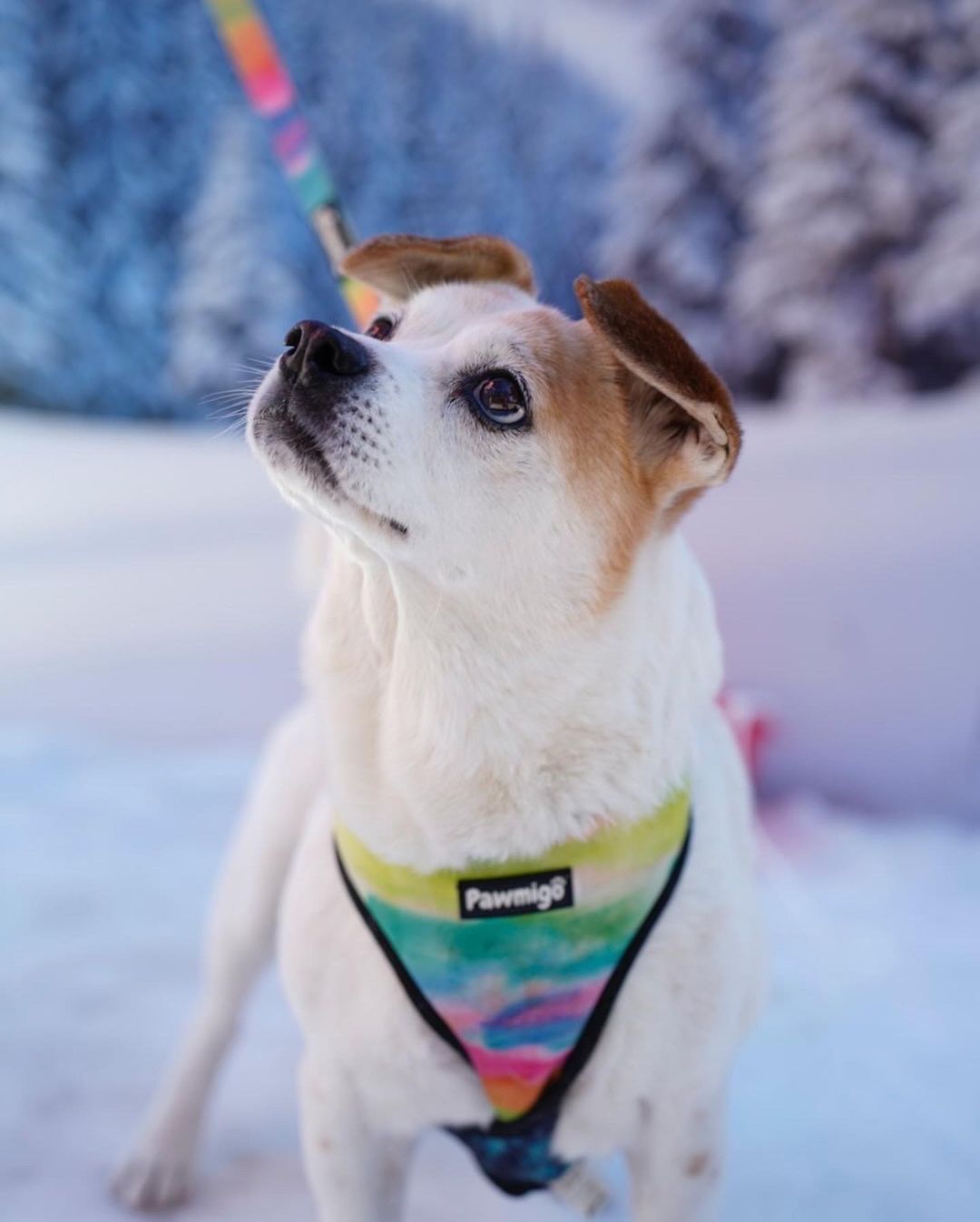 Tie-Dye For Reversible Harness - Southlake Paws