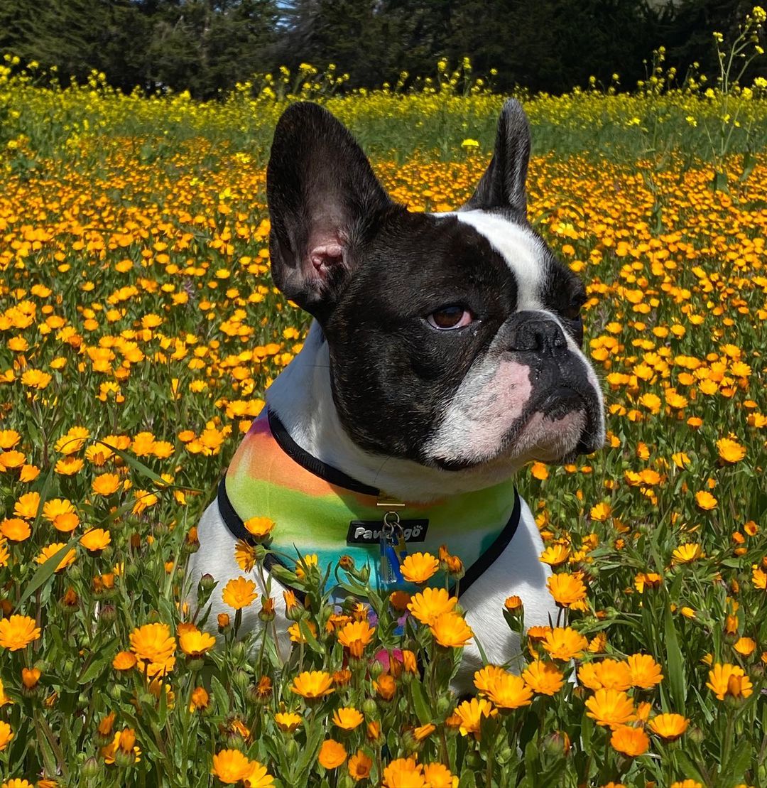 Tie-Dye For Reversible Harness - Southlake Paws