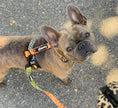 Load image into Gallery viewer, Wild Thing Free-Fit Harness - Southlake Paws
