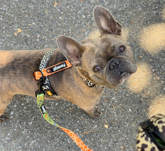 Wild Thing Free-Fit Harness - Southlake Paws