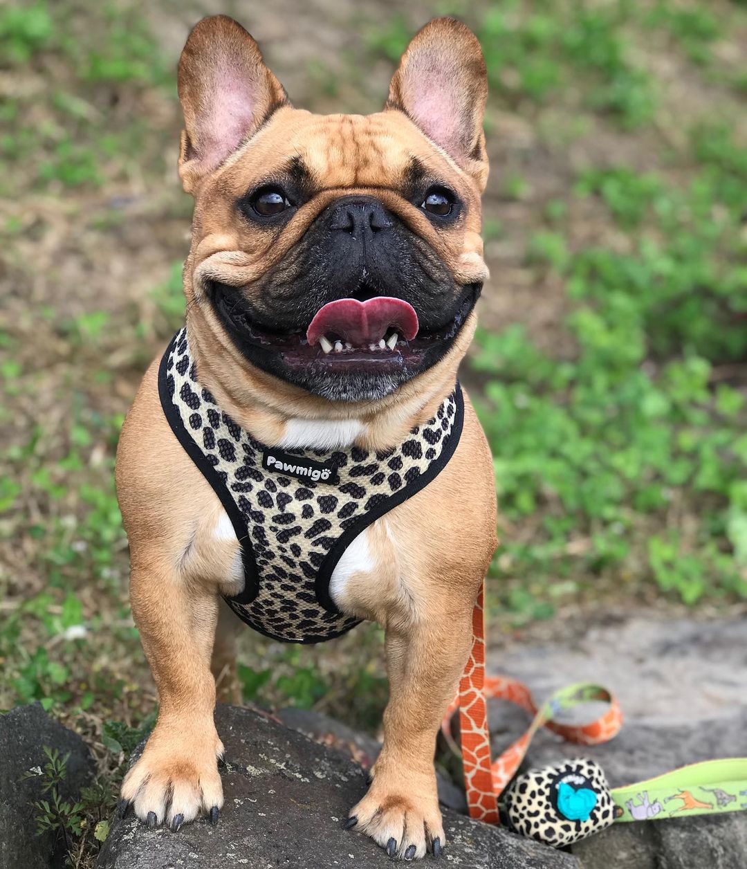 Wild Thing Leash Kit - Southlake Paws