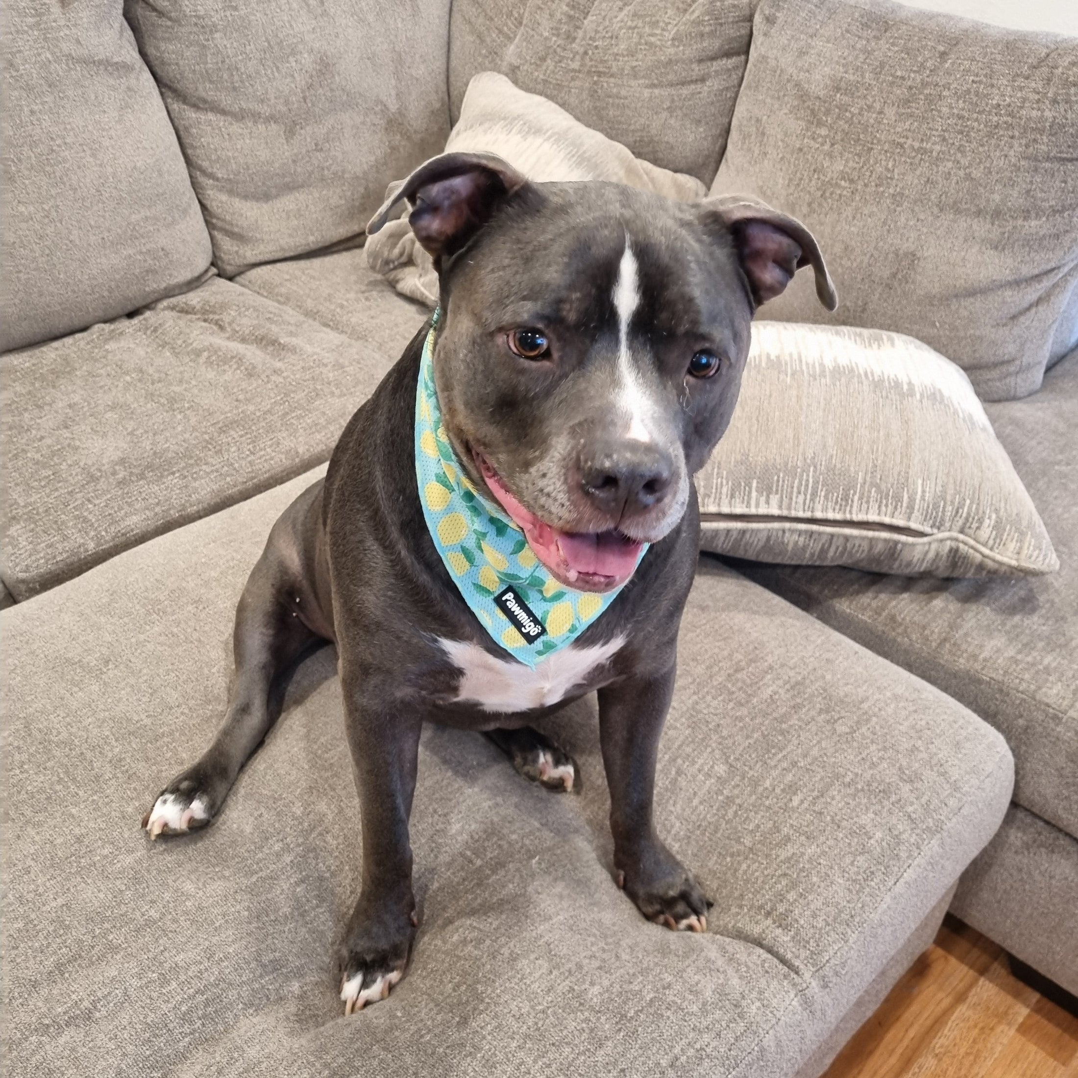 Worth The Squeeze Cooling Bandana - Southlake Paws