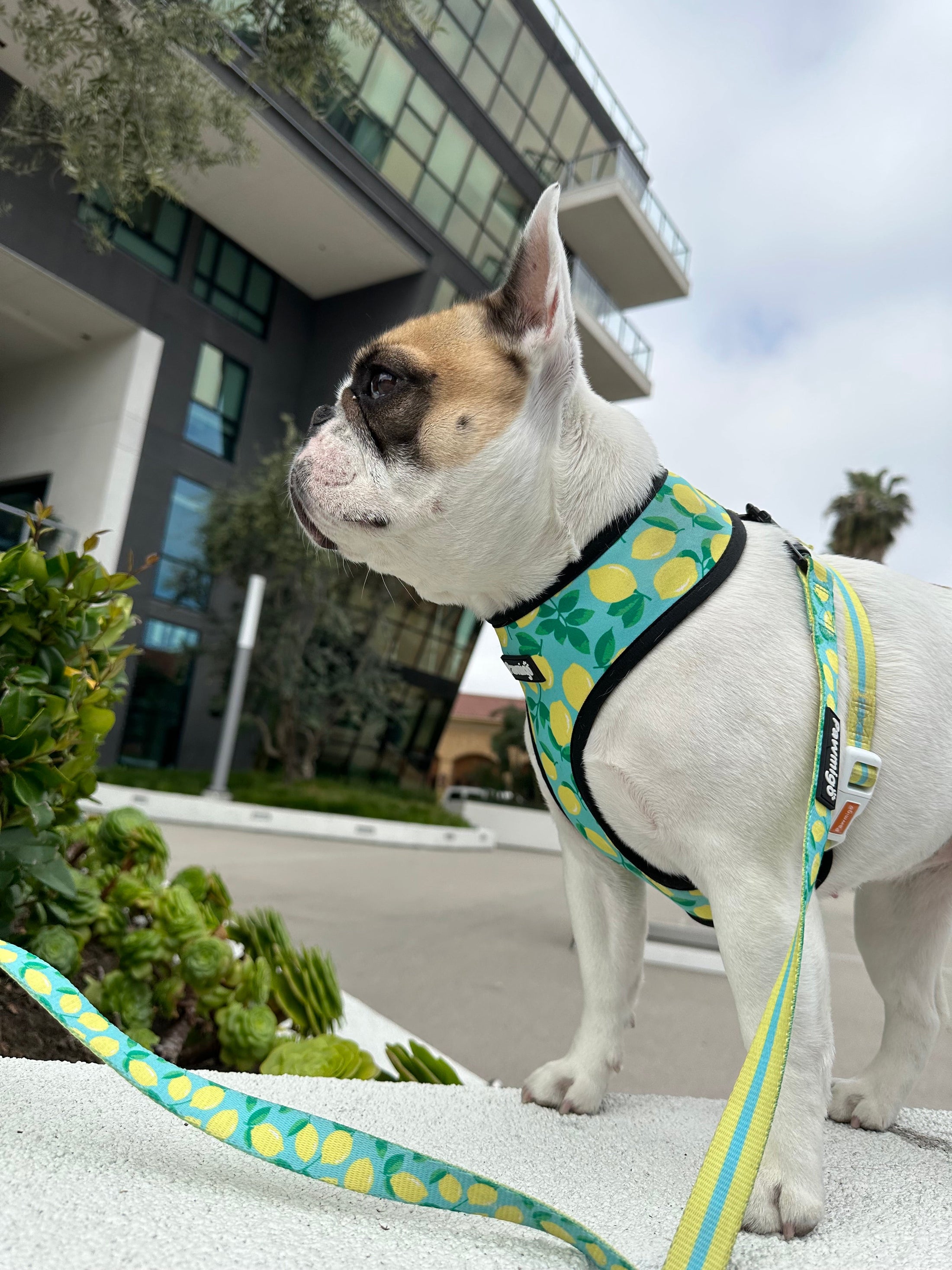 Worth The Squeeze Leash Kit - Southlake Paws