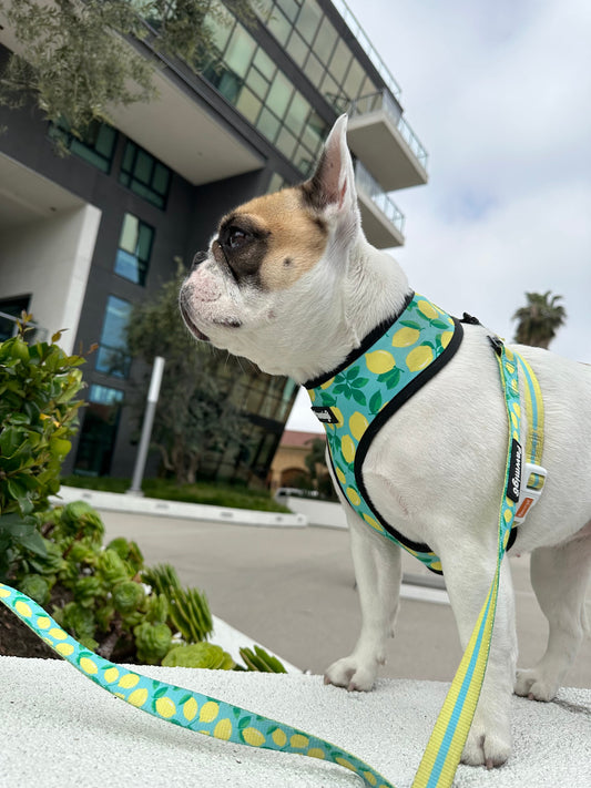 Worth The Squeeze Leash Kit - Southlake Paws