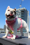 Load image into Gallery viewer, Luxe Harness - Hibiscus - Southlake Paws
