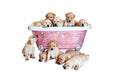 Load image into Gallery viewer, Pet Diamond Crystal Bathtub
