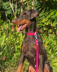 Load image into Gallery viewer, Wander! Multiway Leash - Bubblegum
