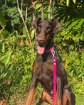 Load image into Gallery viewer, Wander! Waterproof Collar - Bubblegum

