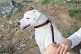 Load image into Gallery viewer, Celtic Sport Chocolate Leather Dog Collar
