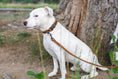Load image into Gallery viewer, Celtic Sport Khaki Leather Dog Collar
