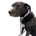 Load image into Gallery viewer, Martingale Dog Collar - Southlake Paws
