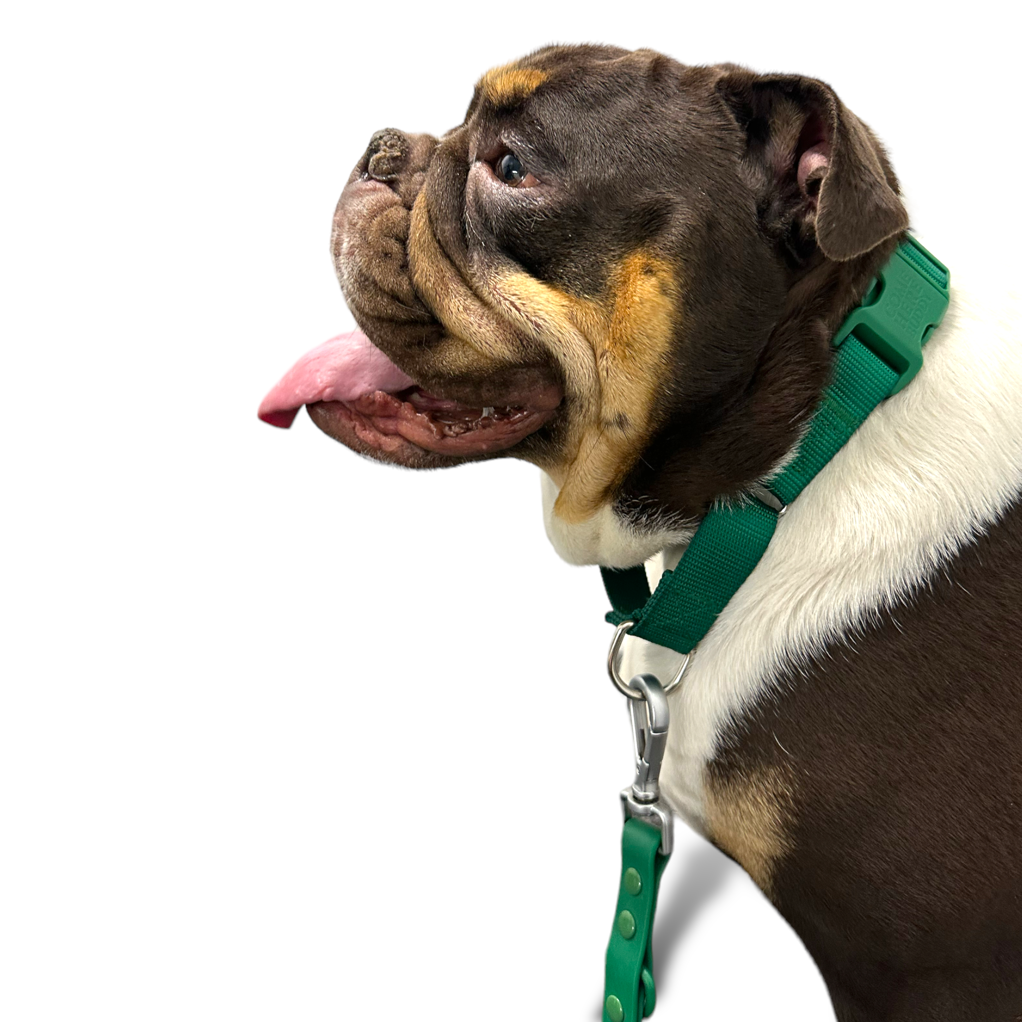 Martingale Dog Collar - Southlake Paws