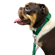 Martingale Dog Collar