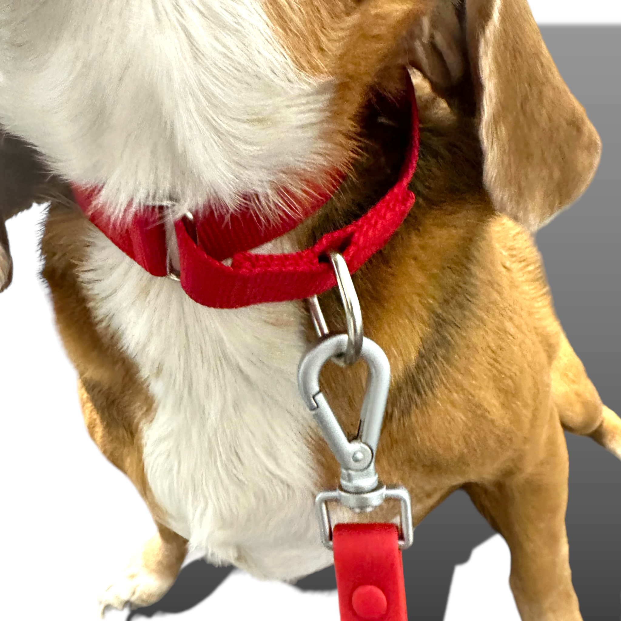 Martingale Dog Collar - Southlake Paws