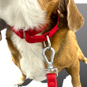 Martingale Dog Collar