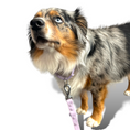 Load image into Gallery viewer, Martingale Dog Collar - Southlake Paws
