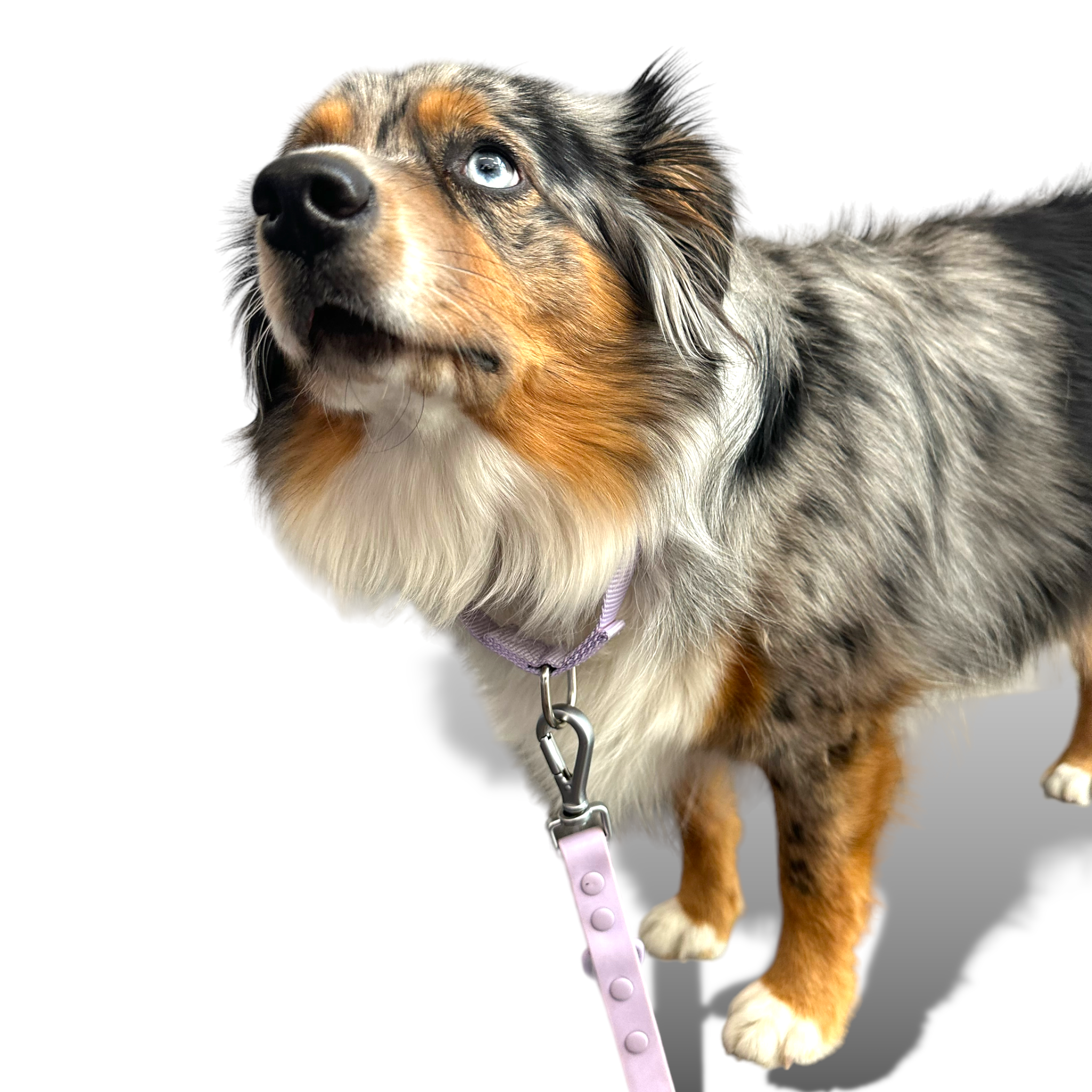 Martingale Dog Collar - Southlake Paws