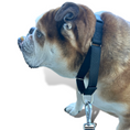 Load image into Gallery viewer, Martingale Dog Collar - Southlake Paws
