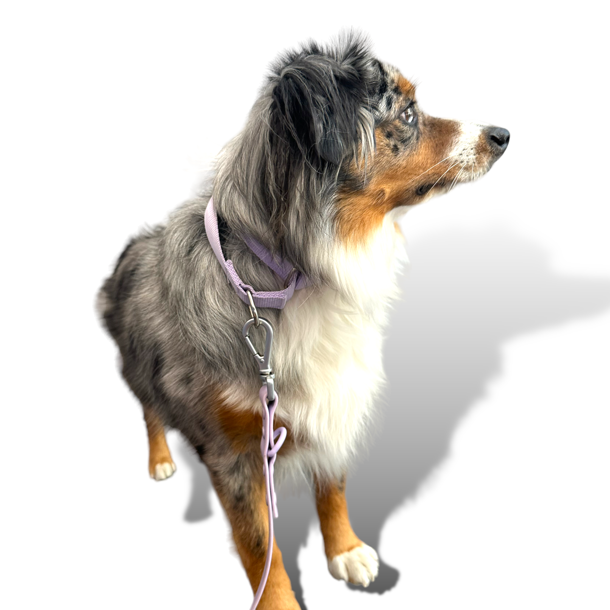 Martingale Dog Collar - Southlake Paws