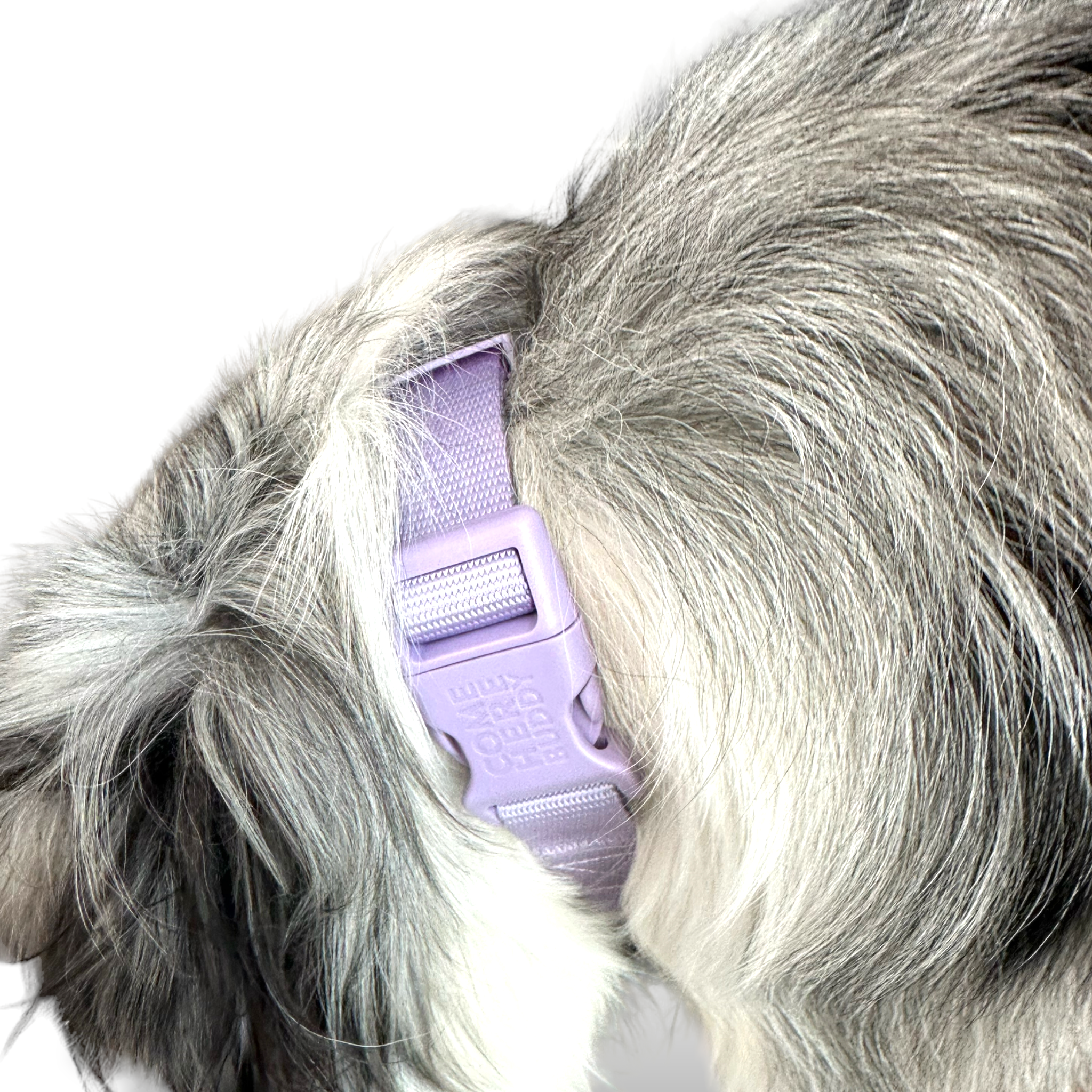 Martingale Dog Collar - Southlake Paws