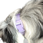 Martingale Dog Collar