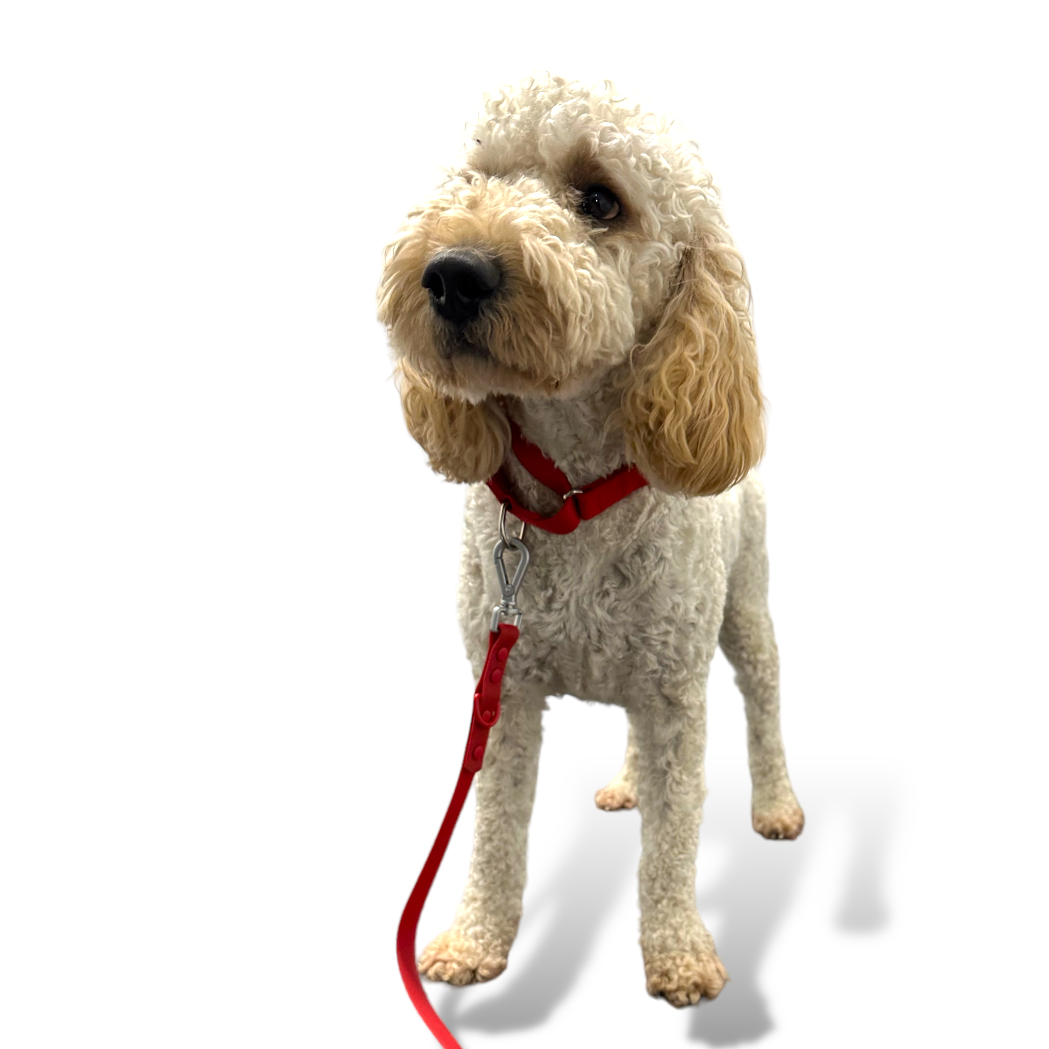 Martingale Dog Collar - Southlake Paws