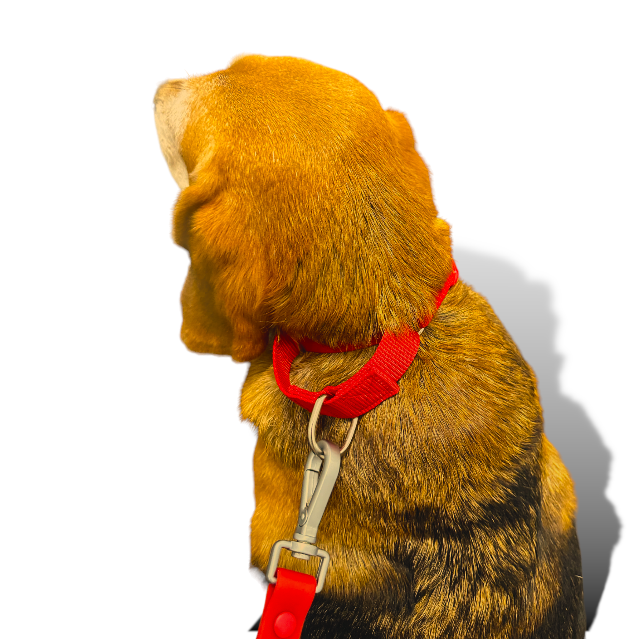Martingale Dog Collar - Southlake Paws