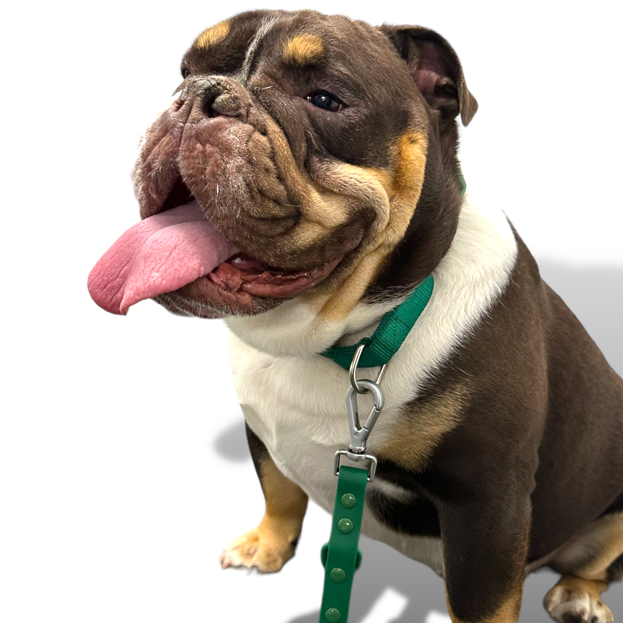 Martingale Dog Collar - Southlake Paws