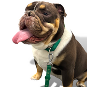 Martingale Dog Collar