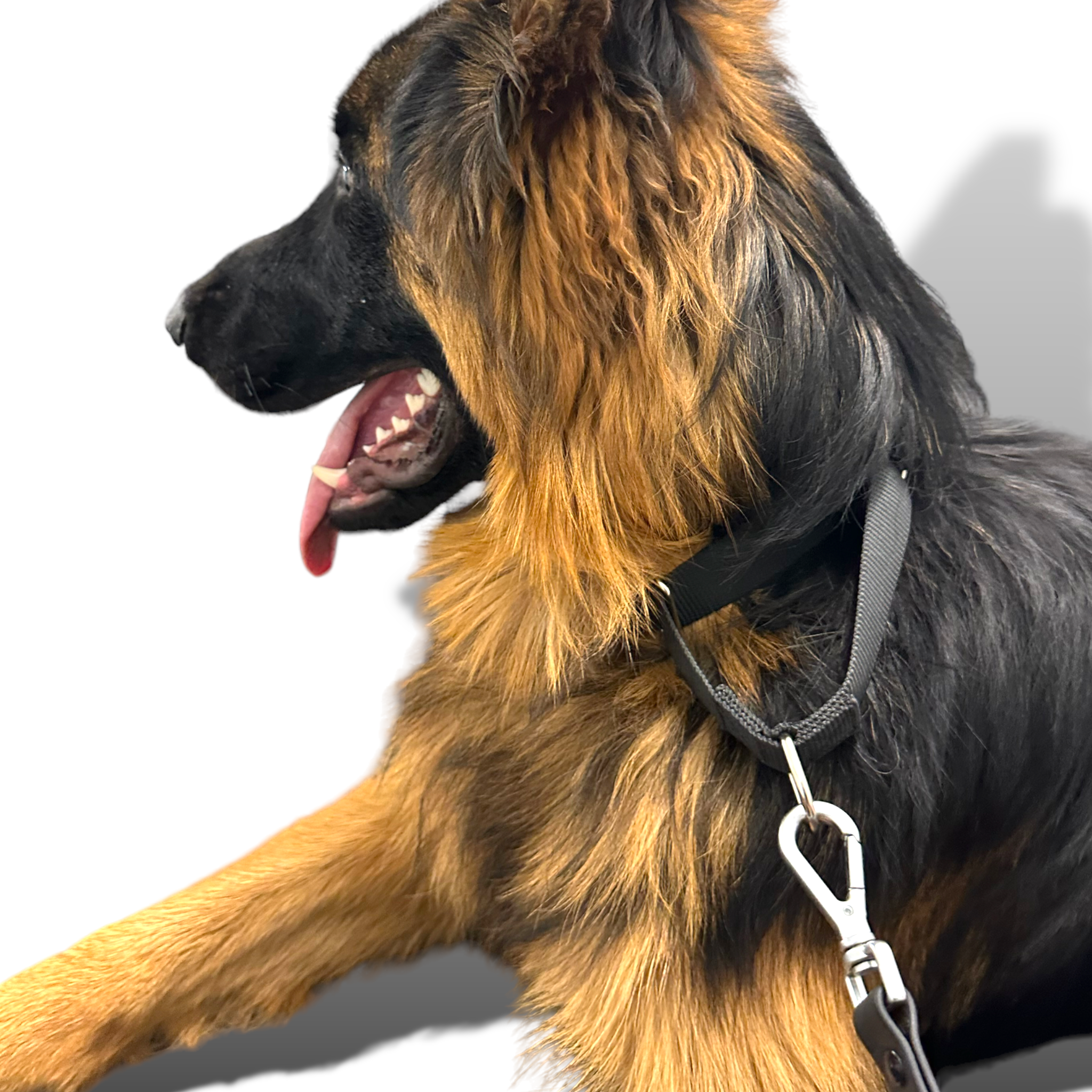 Martingale Dog Collar - Southlake Paws