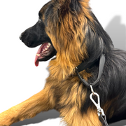 Martingale Dog Collar