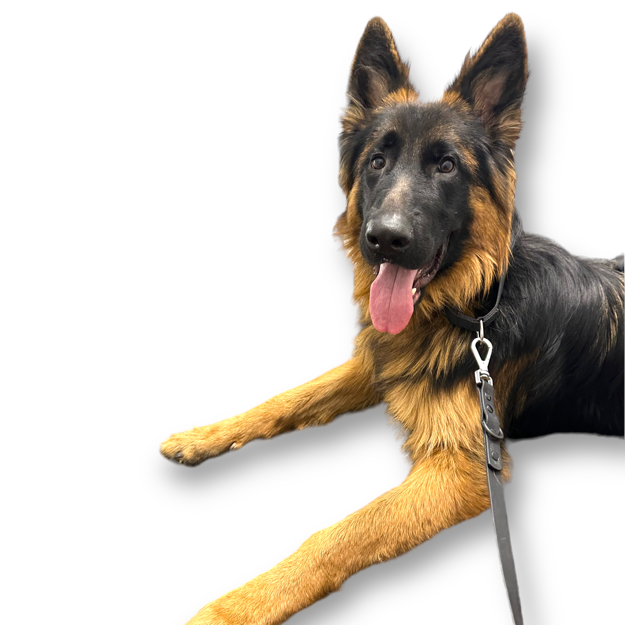 Martingale Dog Collar - Southlake Paws