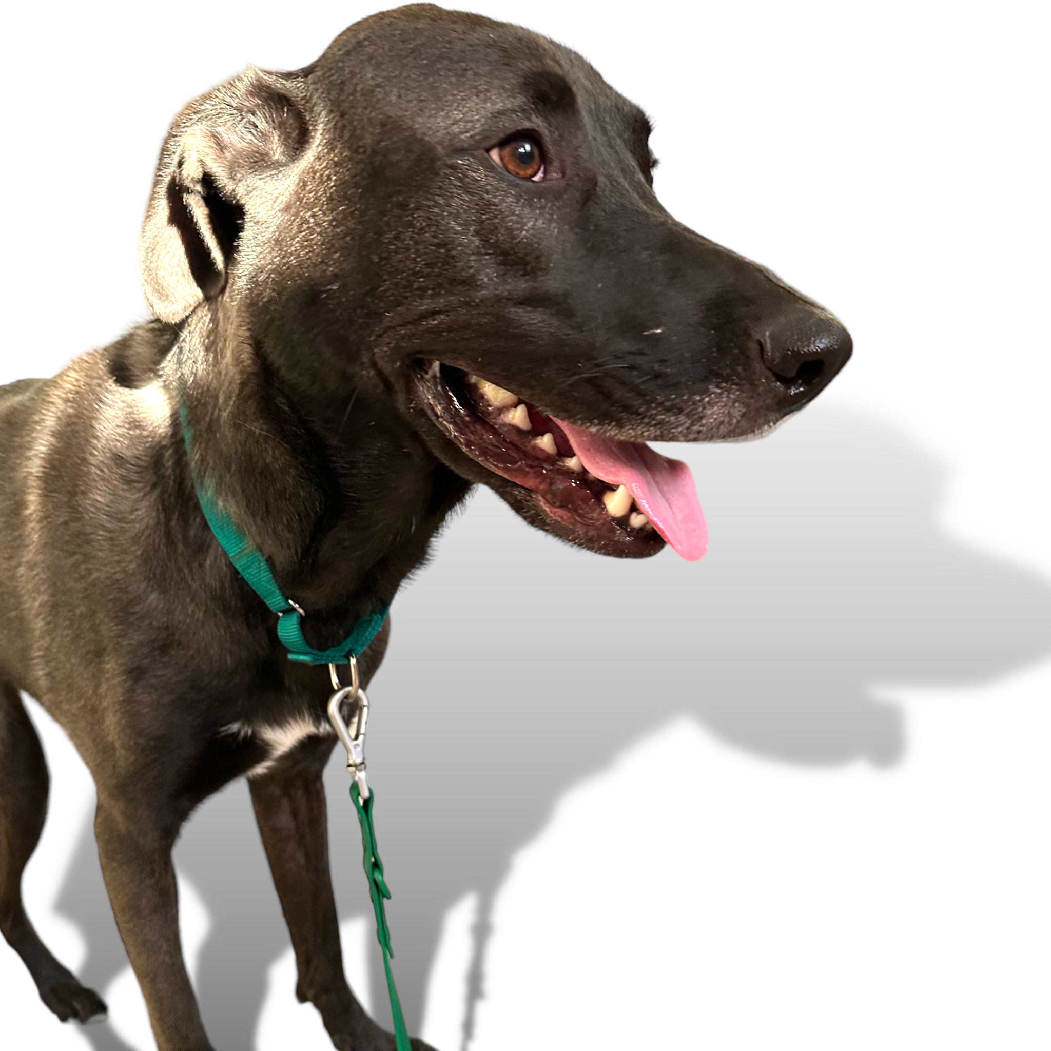 Martingale Dog Collar - Southlake Paws
